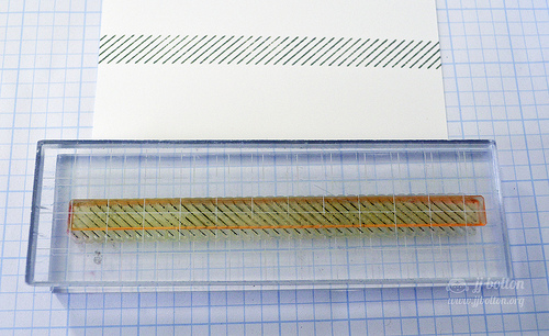 Fair Feathers Steps {jj bolton}